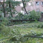 Alberi sradicati in Nowa Huta