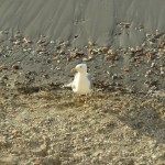 La cittâ era piena di gabbiani, e Alice ogni volta li indicava entusiasta.