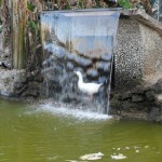 Di nuovo al giardinetto, dove c'erano degli animali. Quest'oca era rimasta in qualche maniera imprigionata dietro la cascata (alla fine è risucita ad uscire)